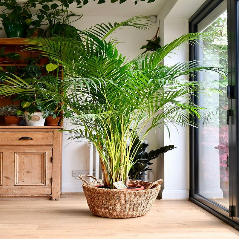 Areca Palm
