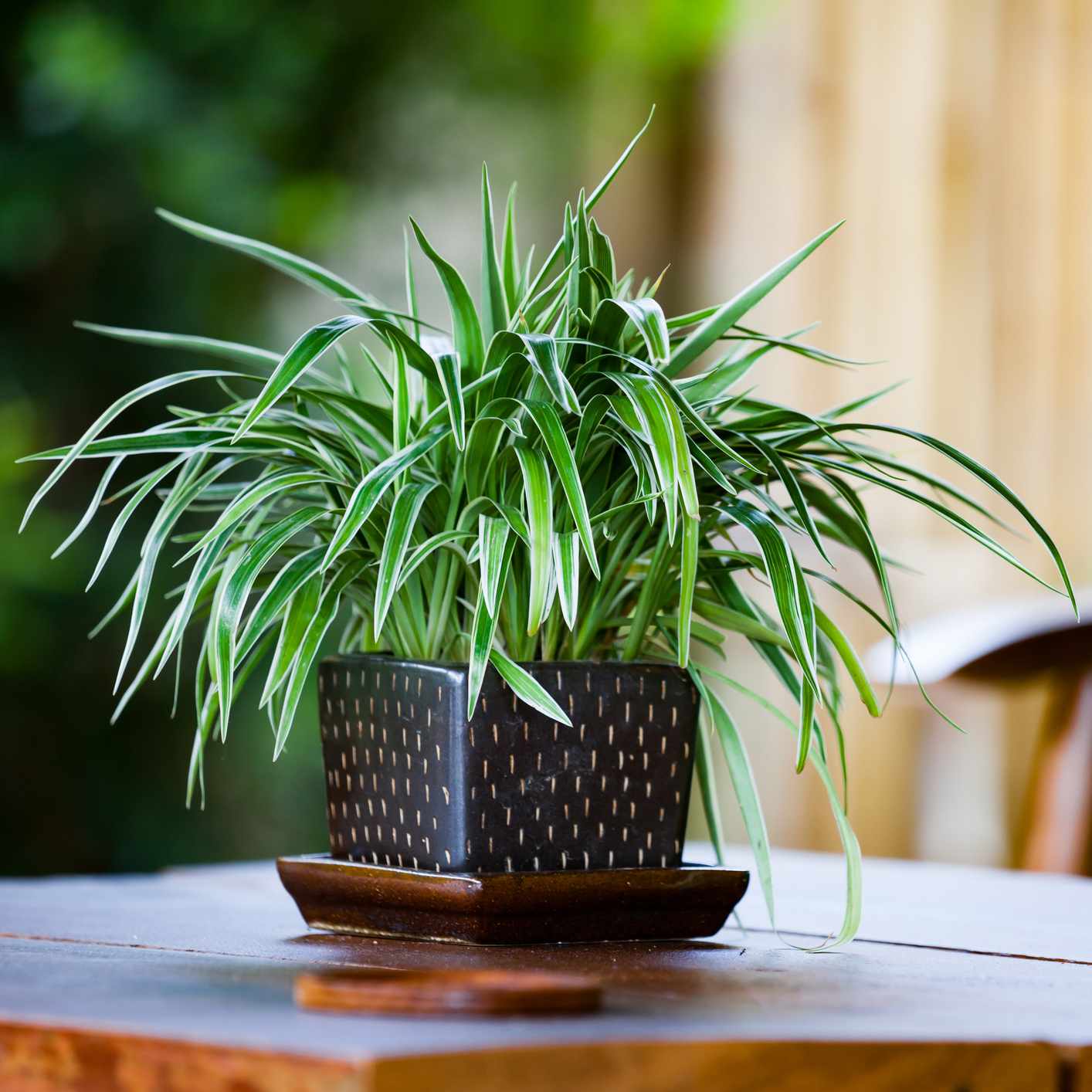 Aloe Vera Plant