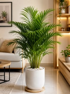 Money Plant
