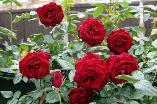 Rose Plant