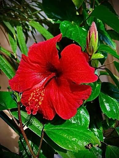 Hibiscus Plant