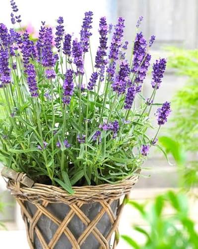 Lavender Plant