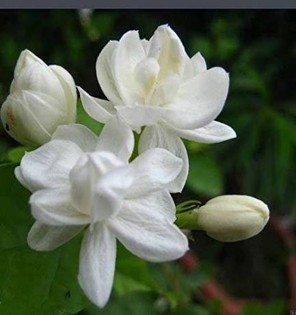 Jasmine Plant