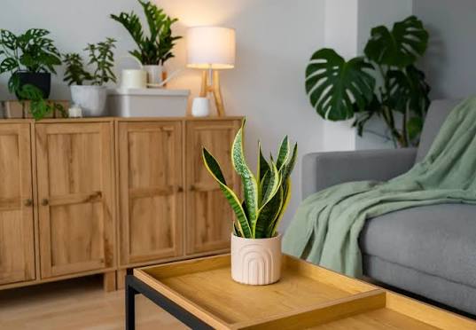 Snake Plant